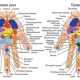 Почему массаж рук – не только приятно, но и полезно? Разбираемся в акупрессуре. связанных…