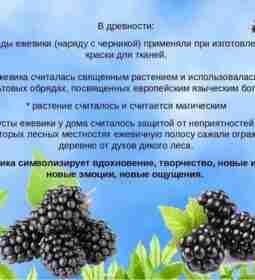 Полезные ягоды у Знахарки Ежевика рекомендуют при сахарном диабете, воспалении суставов. Она…