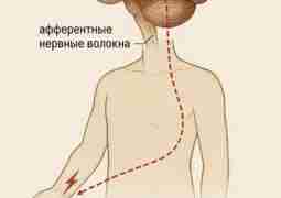 🧠 Как мозг понимает, что ты поранился? Когда ты случайно порезался,…