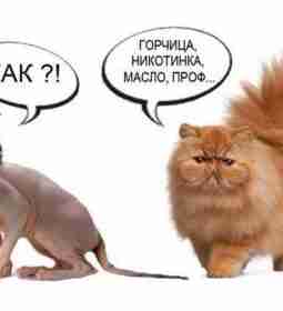 Немного юмора)))