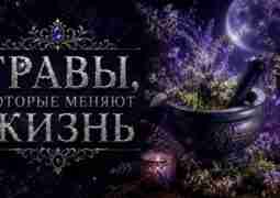 Травы, которые меняют жизнь От зависти и негатива Можжевельник на рабочем столе очистит пространство,…